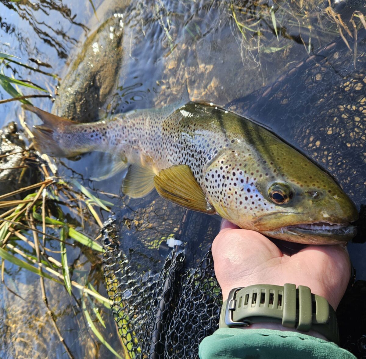 Truite fario prise lors d'un stage de pêche à la nymphe